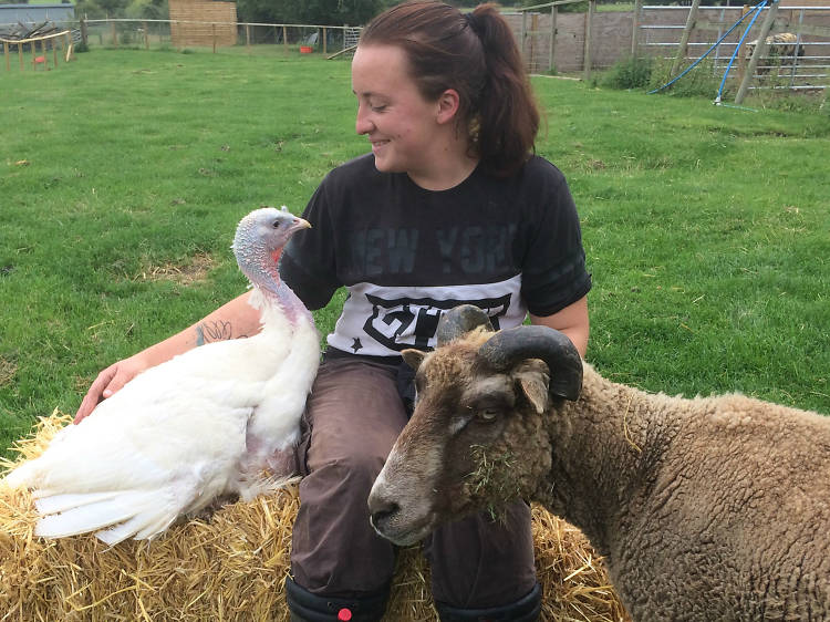 The Farm Animal Sanctuary, Worcestershire