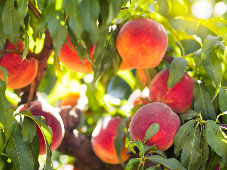 Peach picking near NYC