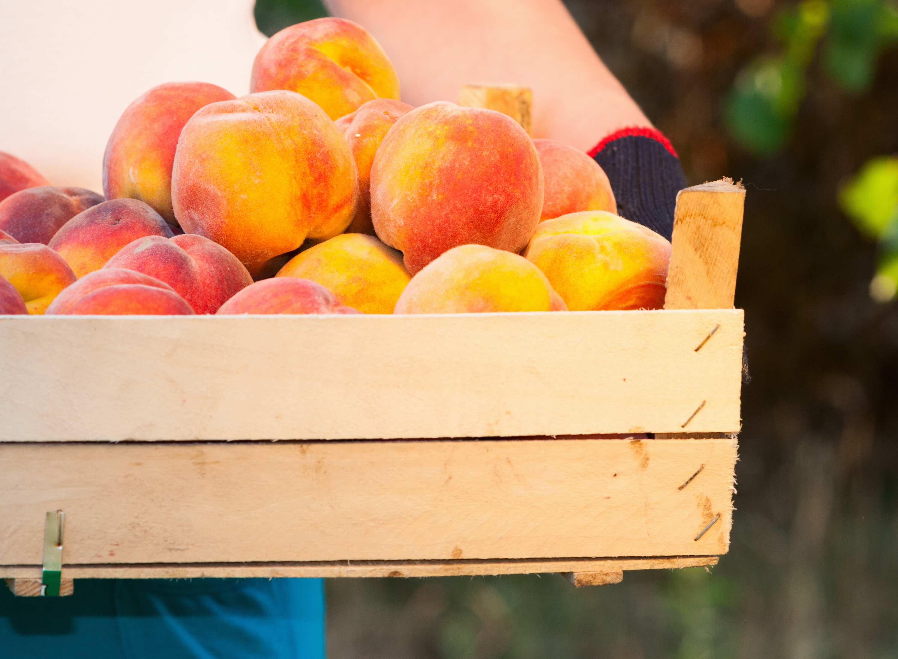 8 Best Peach Picking Orchards Near NYC