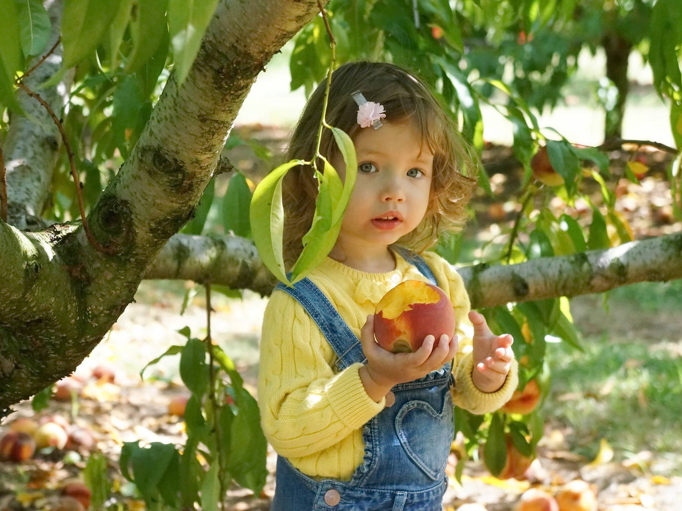 8 Farms for Peach Picking Near NYC