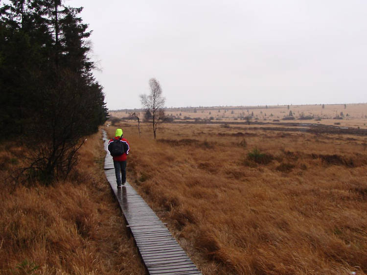 Enjoy the view from the highest spot in Belgium at the Hautes Fagnes Wetland Nature Reserve