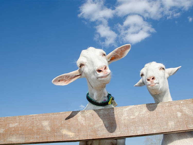 Buttercups Sanctuary for Goats, Kent 