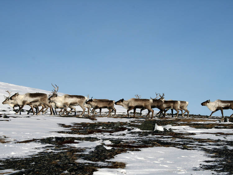 Visit a Sami village in Lapland