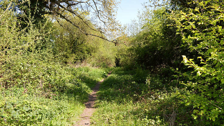 Uxbridge Alderglade Nature Reserve