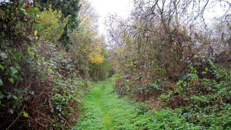 Mill Hill Old Railway Nature Reserve