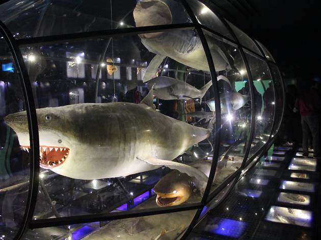 Natural History Museum • Rijeka Natural History Museum • Rijeka