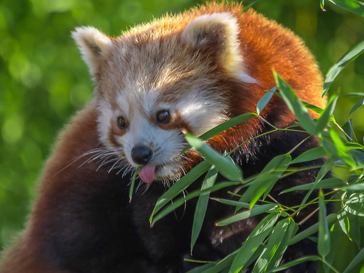 Paradise Wildlife Park, Hertfordshire 