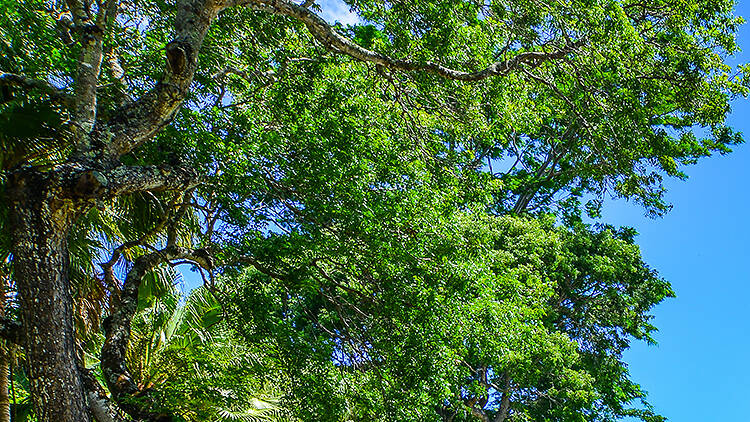 The Sir Seewoosagur Ramgoolam Botanic Garden