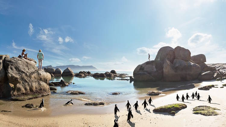 Hang out with South Africa’s best-dressed residents at Boulders Beach