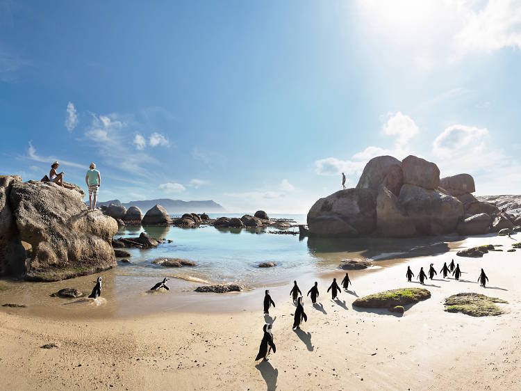 Hang out with South Africa’s best-dressed residents at Boulders Beach