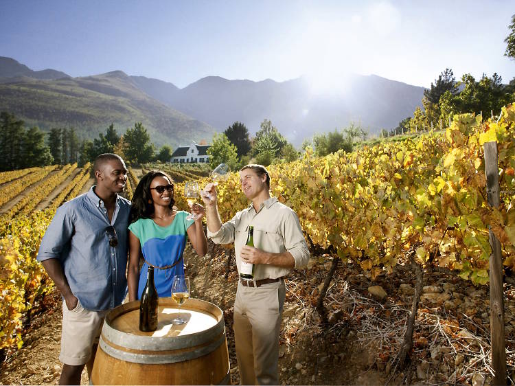 Sip your way through the Cape Winelands