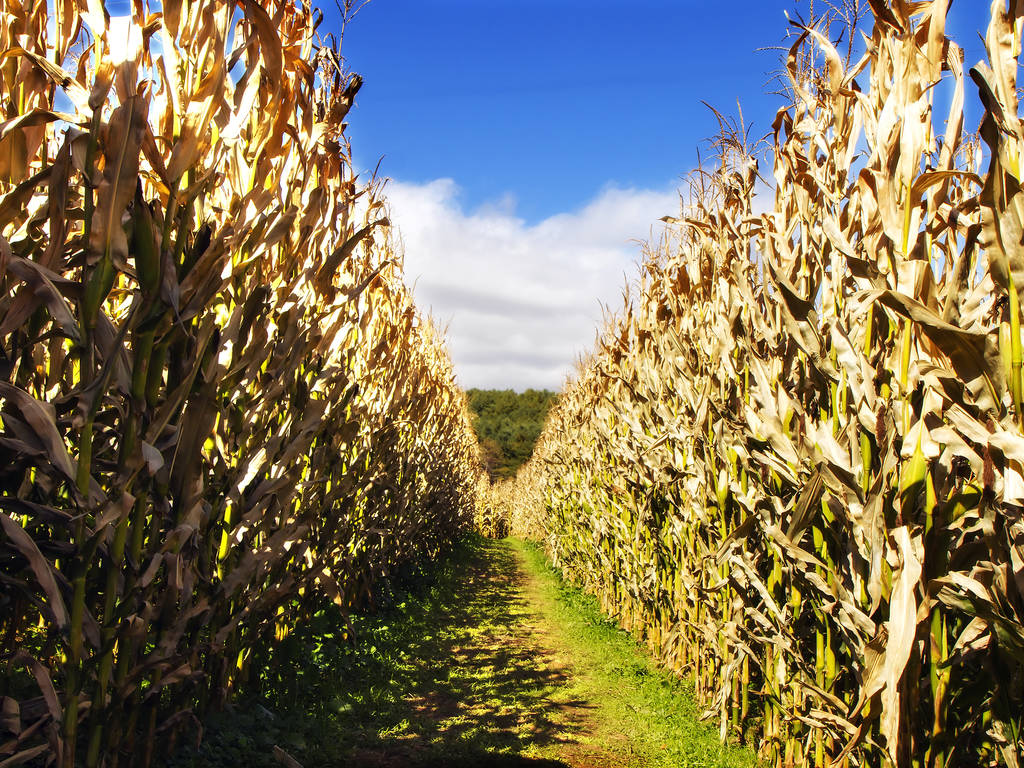 12 Best Corn Mazes Near NYC