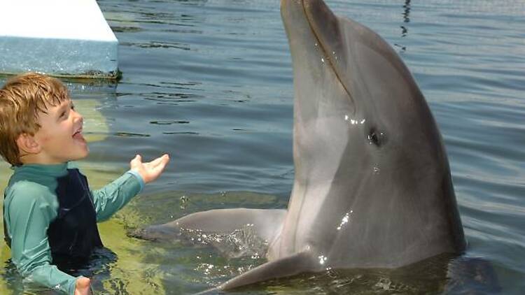 Swim with bottlenose dolphin