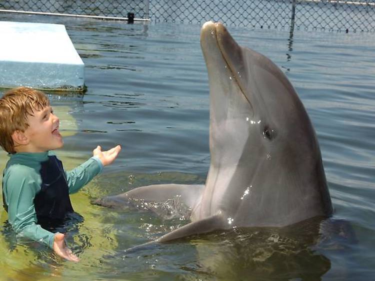 Swim with bottlenose dolphin