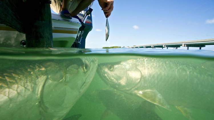 Hand feed tarpon ​​at Robbie’s