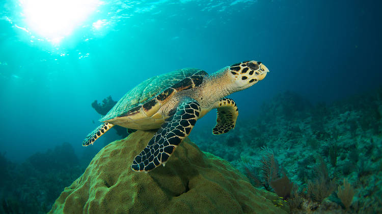 Ogle coral reef from a glass-bottom boat
