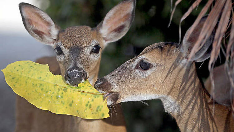 Try to spot a rare Key deer