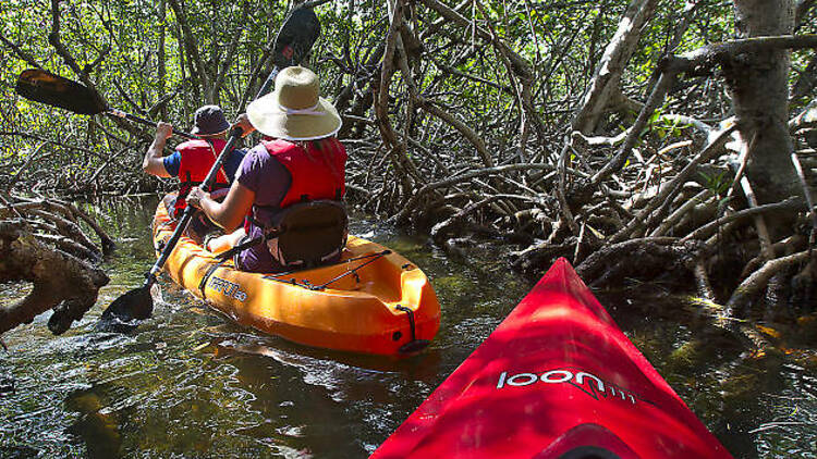 Kayak through the mangroves
