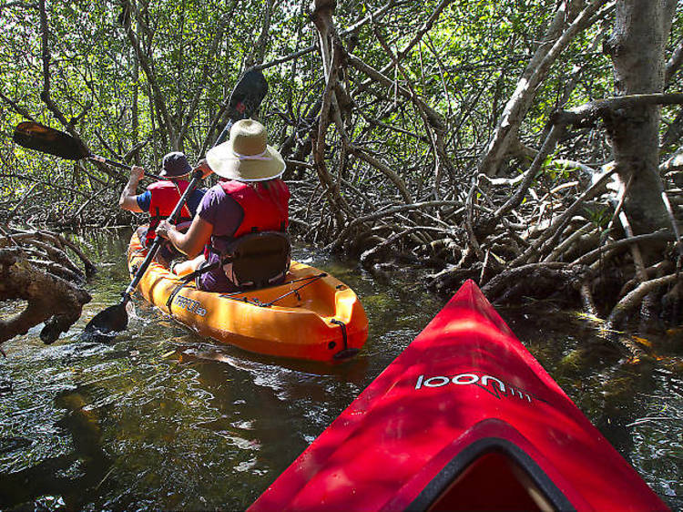 Kayak through the mangroves