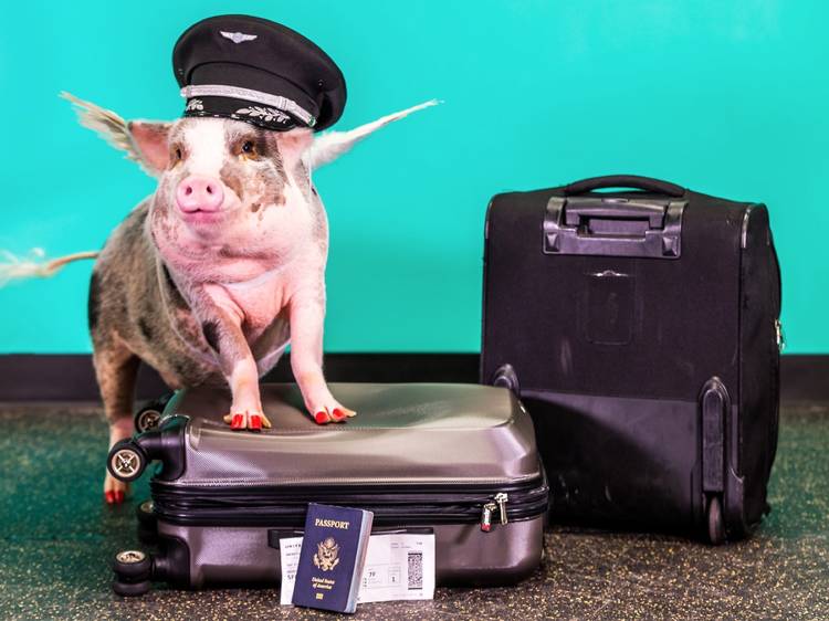 Meet LiLou: the friendly pig greeting travellers at San Francisco airport