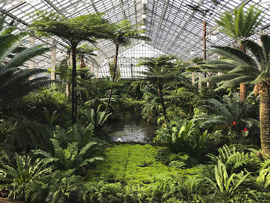 Find serenity at the Garfield Park Conservatory Find serenity at the Garfield Park Conservatory