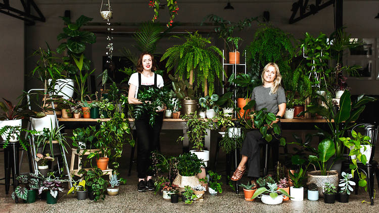 Leaf Supply plants (Photograph: Supplied)