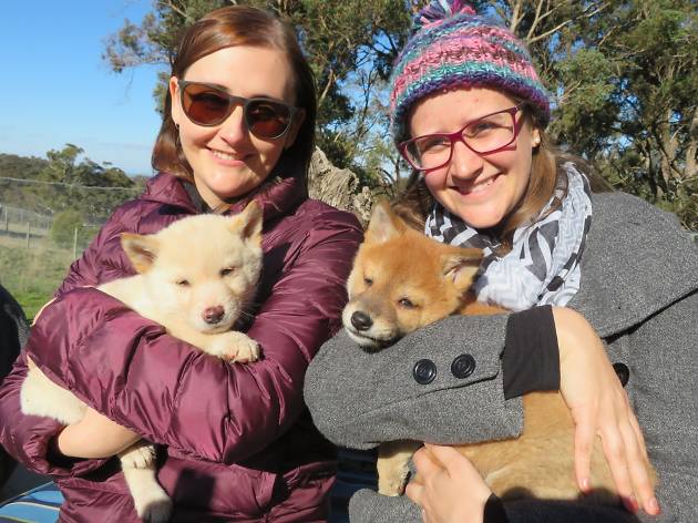 Dingo Discovery Sanctuary Dingo Discovery Sanctuary