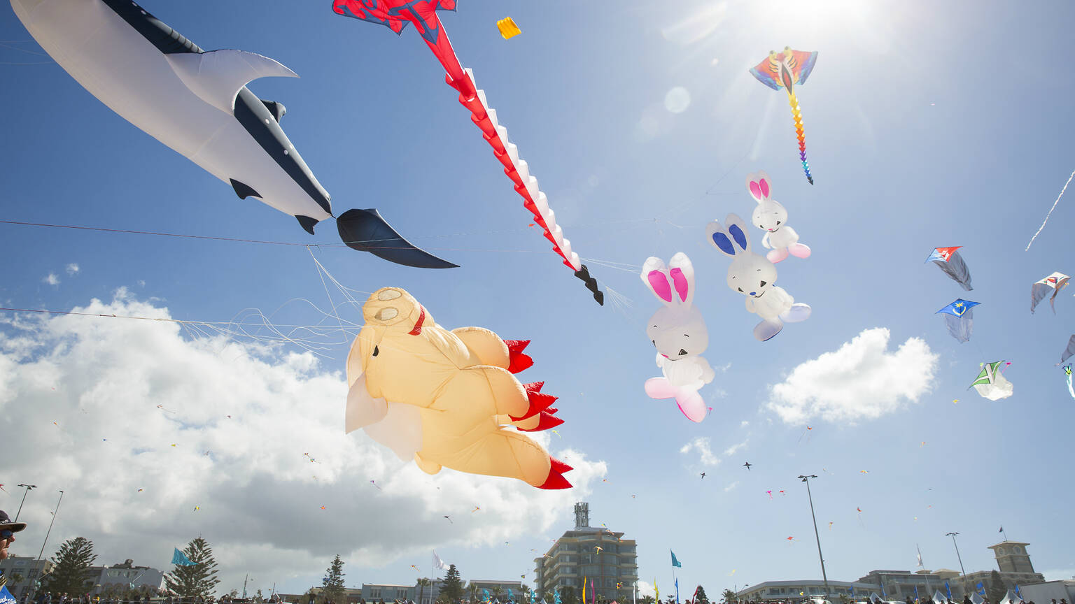 Festival of the Winds Things to do in Sydney