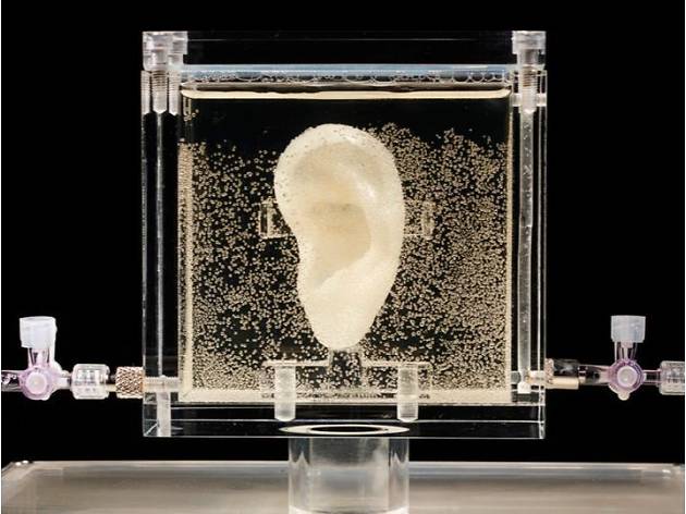 2018 年のフランケンシュタイン バイオアートにみる芸術と科学と社会のいま 展 2018 年のフランケンシュタイン バイオアートにみる芸術と科学と社会のいま 展