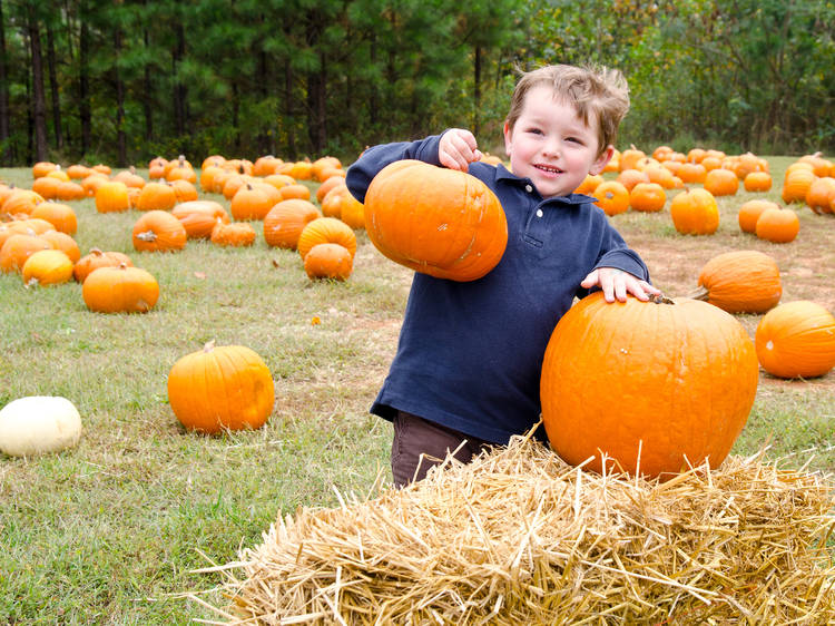 Fall festivals and fairs