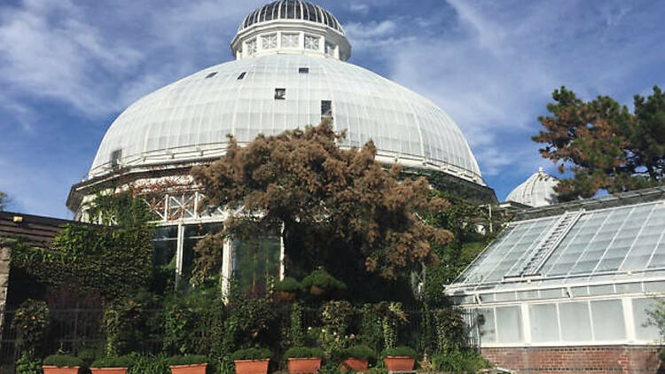 Allan Gardens Conservatory