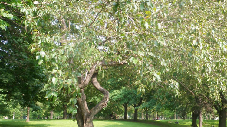 Dufferin Grove Park