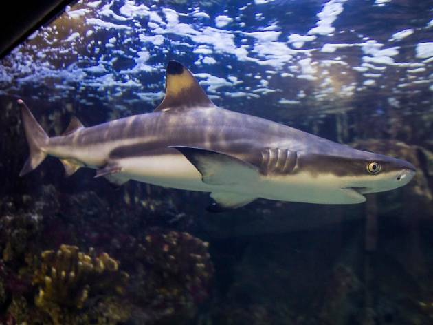 Pula Aquarium Pula Aquarium