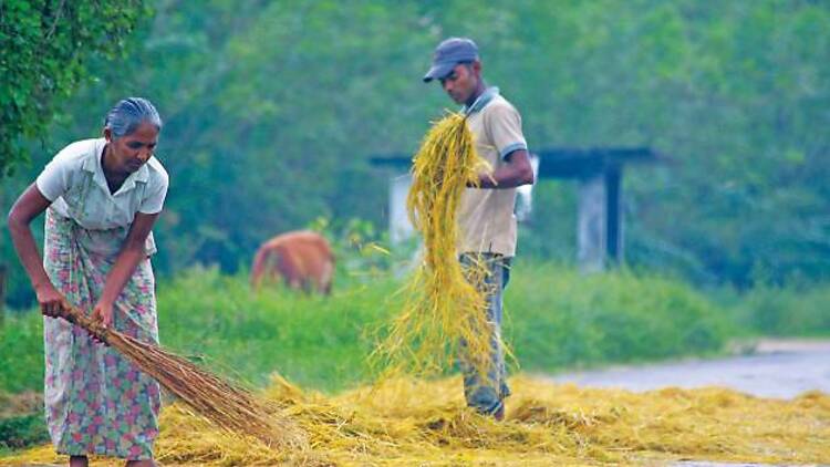 Discover Sri Lankan village life