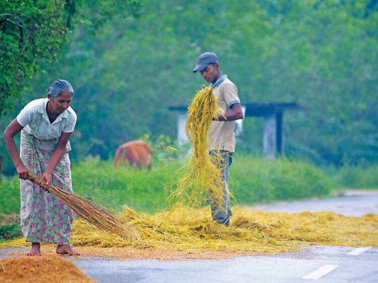 Discover Sri Lankan village life