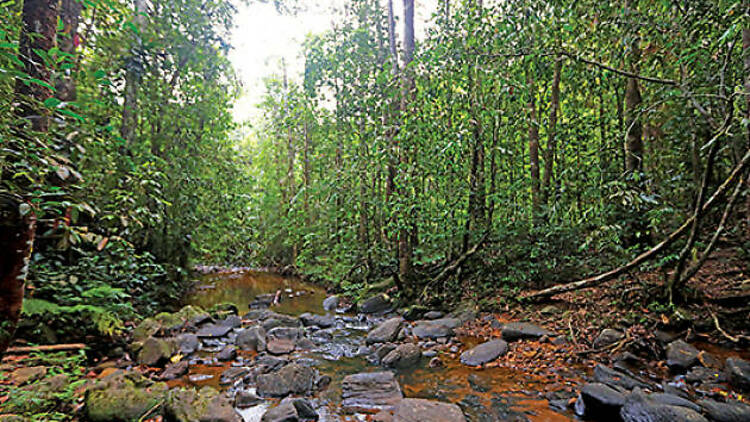 Explore the Sinharaja rainforest