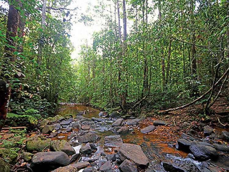 Explore the Sinharaja rainforest