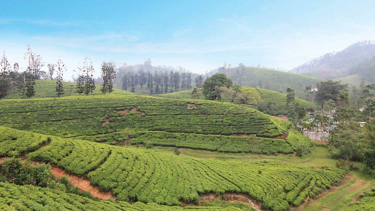 Rolling tea estates in Hatton