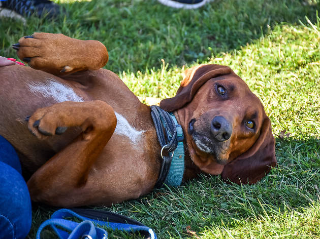 Victoria Park Dog Show Victoria Park Dog Show
