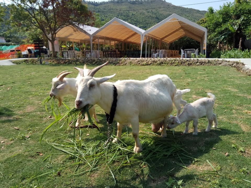 6 best local farms in Hong Kong for peace and quiet