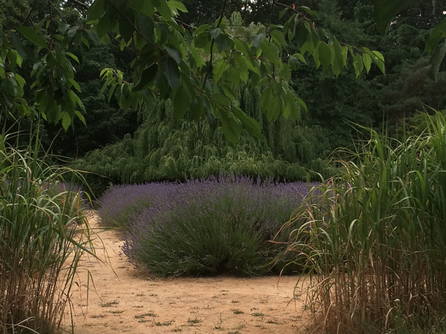 vauxhall lavender vauxhall lavender