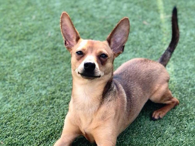 A Pop Up Bar For Dogs And Their Humans Is Coming To Logan Square