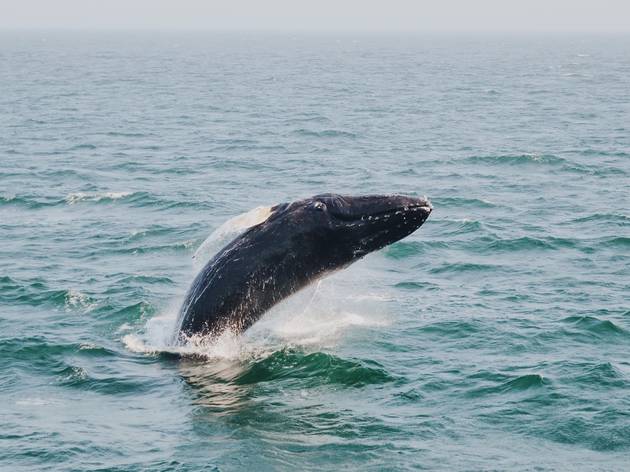 Whale swimming in the ocean Whale swimming in the ocean