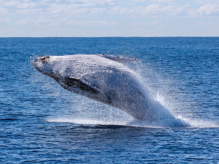 Whale swimming in the ocean