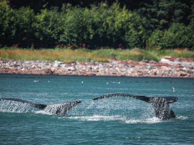 Where To Go Whale Watching Near Melbourne