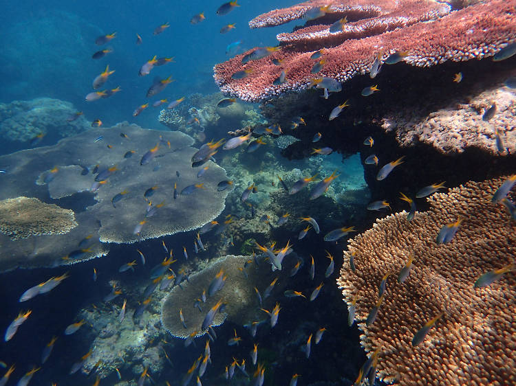 Fly over the Great Barrier Reef