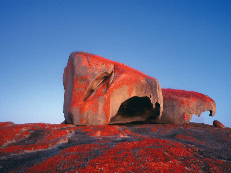 See native fauna on Kangaroo Island