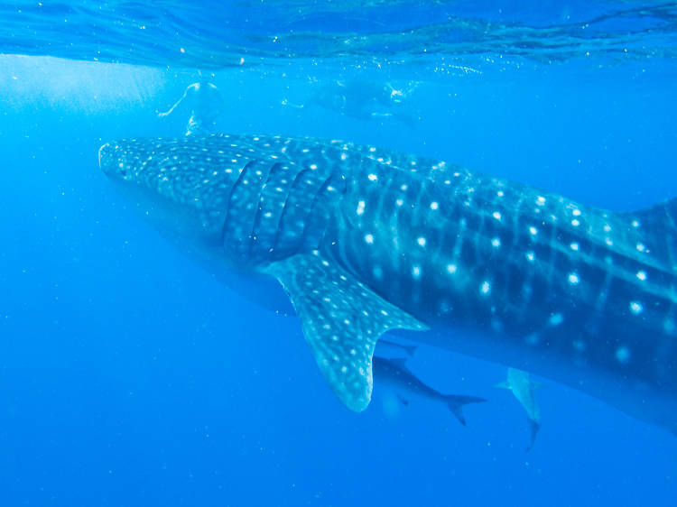 Swim with whale sharks at Ningaloo Reef