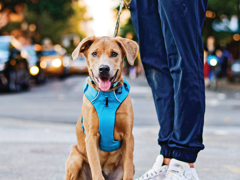Pets guide to NYC Pet adoption centers, dogfriendly restaurants and more