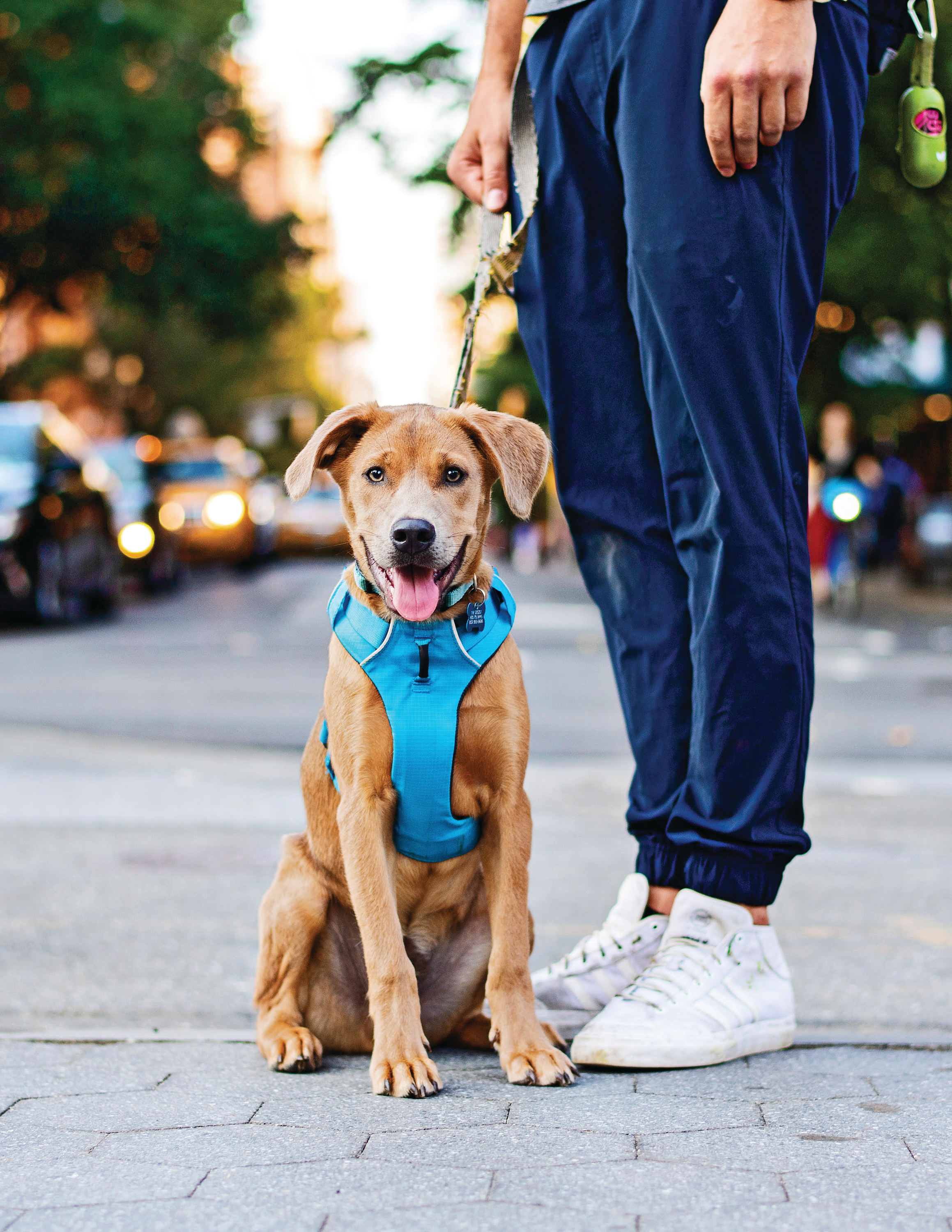 NYC pet Instagram accounts you need to follow